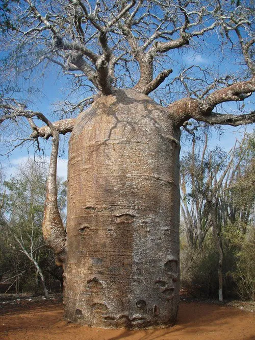 ‏اسم این درخت بواباب(baobab) که بیشتر از هزار سال عمر میک