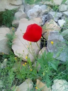 عکاسی خودم🌹