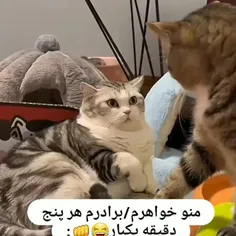 بگید خواهر یا برادر دارید چنتا😂🫠