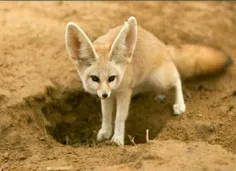 روباه صحرایی