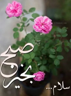 دوستان گلم🌷 🍃 