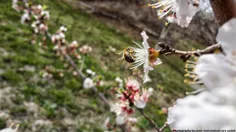 زنبور عسل بر روی شکوفه درختان