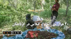 زاهد حاجی‌میرزایی: ۲۰ هزار تن گیلاس و آلبالو در باغات کرد