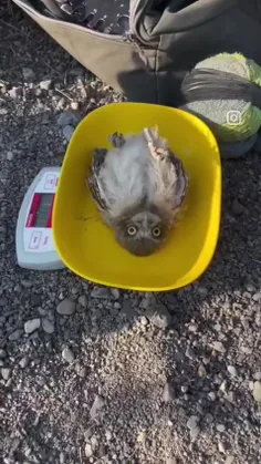 فقط نمی‌دونم قبل نیم کیلو گوشته یا بعدش 😂