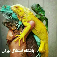 همین امروز تمرین کیسه :)