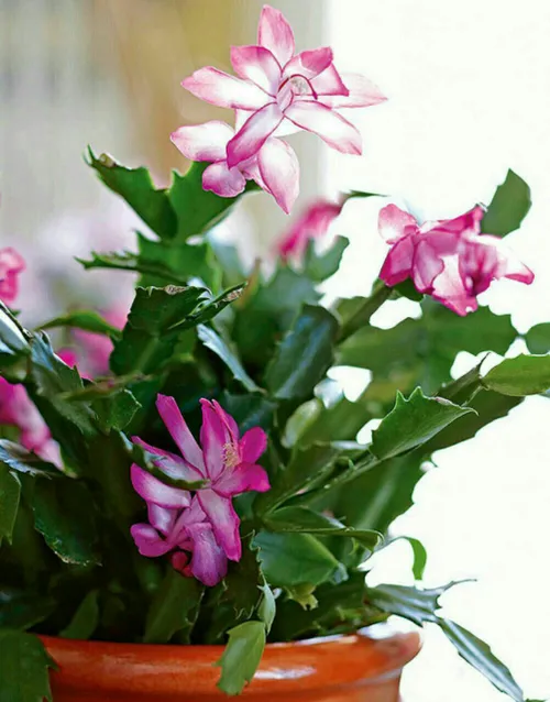 ‍ ۲- کریسمس – Christmas Cactus