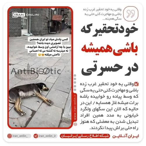 خودتحقیری که حسرت سگ های خیابانی خارج از ایران را میخورد!