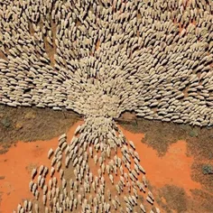این تصویر یک گله گوسفند است که میخواهند از طویله خارج شون
