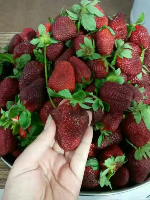 به وقت توت فرنگی 😋😋😍😍شبتون توت فرنگی😍