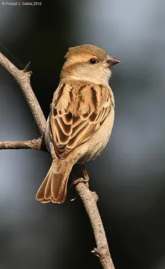 سلام امروز اومدیم درباره گنجشک ها صحبت کنیم پس با ما باشی