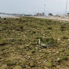 ساحل سنگی شهر کنگان استان بوشهر
