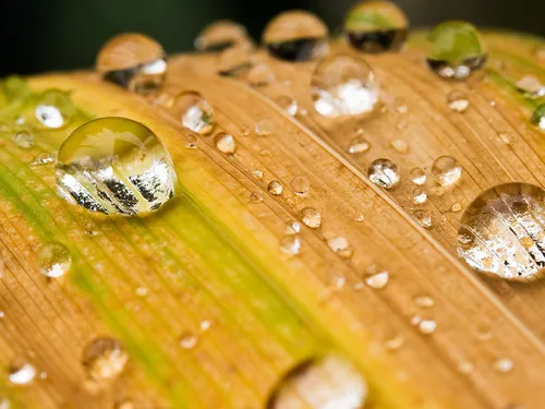 wallpaper.drops on leaf