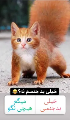 😌🐹🐱😂