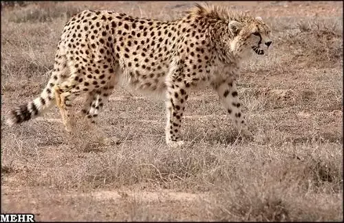 asian-cheetah