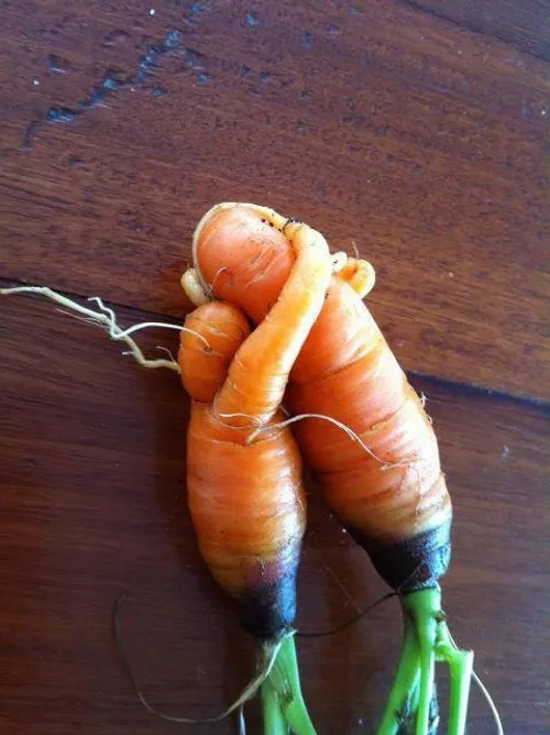 عشق هویجی!!