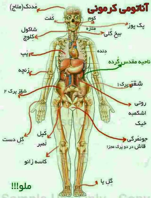 کرمانیامعنیشو قشنگ درک میکنن