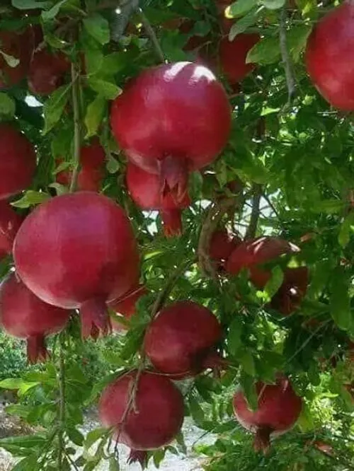 خوراکی میوه ها ،