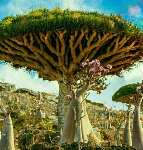 درخت خون اژدها درختی است بومی جزایر سقطری یمن! این نام را