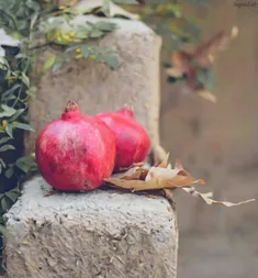 من اناری را می‌کنم دانه ، به دل میگویم : خوب بود این مردم