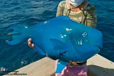 ماهی Blue Parrotfish یکی از عضای خانواده اسکوروس است. این