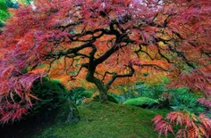 این درخت افرای ژاپنی زیبایی در اورگون پورتلند