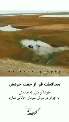 وندر سر من 