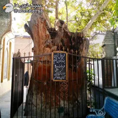 درخت چنار امامزاده یحیی با بیش از 900 سال سن کهن سال ترین