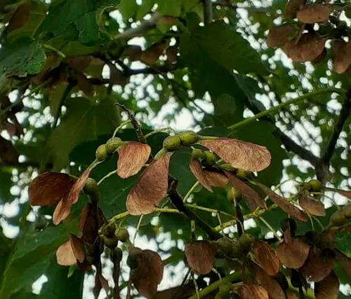 گیاهان هم درگیر التماس برای رهایی از