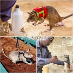 موش‌ها در تانزانیا برای عملیات نجات آموزش می‌بینند!