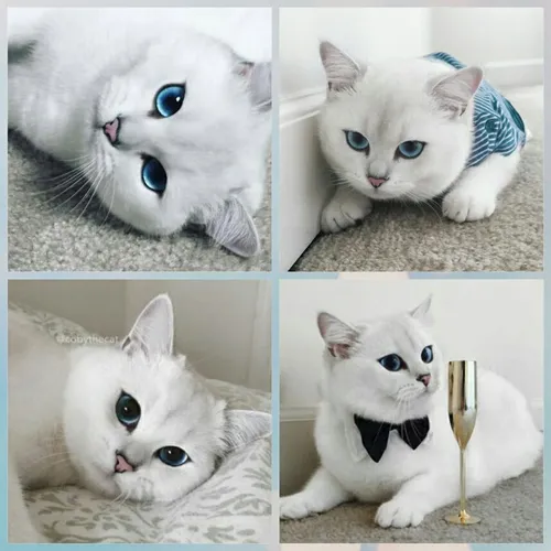 کوبی نام گربه ای است که زیباترین چشم گربه جهان را دارد 😍