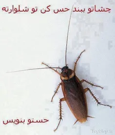 لطفا بگین