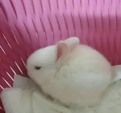 خرگوش کوچولوی عزیزم همیشه دوست دارم دلم برات تنگ میشه امی