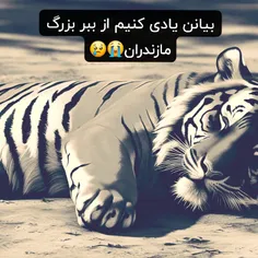 ببر مازندران یکی از بهترین ببر های جهان که