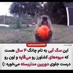 میزان لجبازی من اگه حیون بود