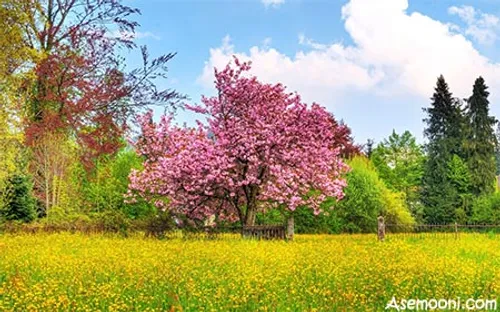 عکس های زیبای فصل بهار