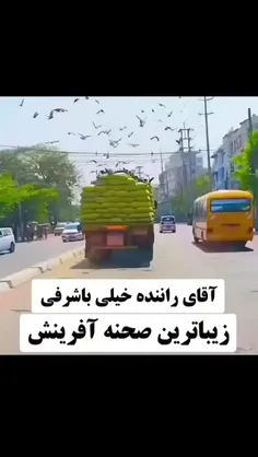 آروم میره تا کبوترها بتونن دانه بخورن👏