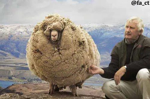 شرک(shrek)گوسفندی که به مدت۶سال از پشم چینی فرارکرده