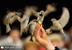 گوناگون rayansorena 890810