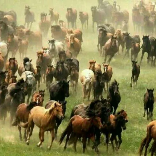 مغولستان کشوری که تعداد اسب هایش از انسان هایش بیشتر است 