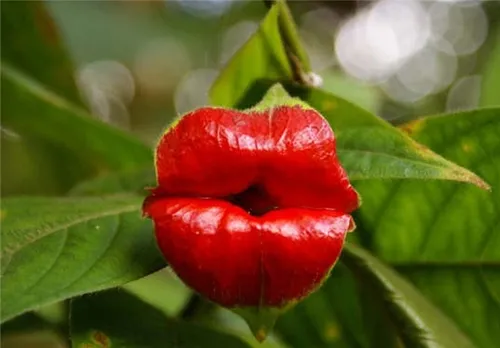 گلی با نام علمی Psychotria Elata به شکل لب های سرخ انسان 