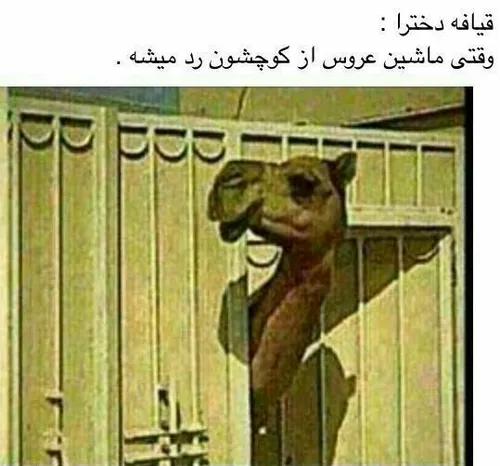 خخخخخ