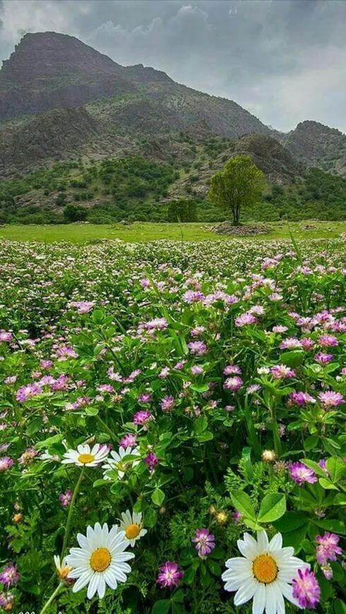 تصاویری از طبیعت زیبا