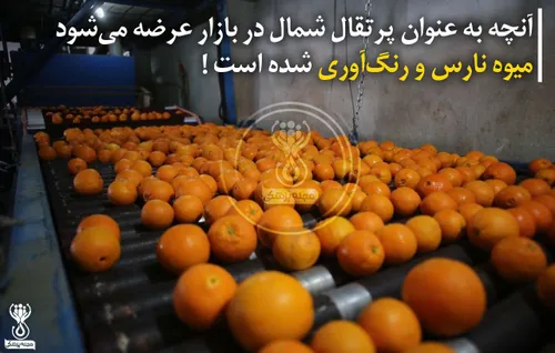 آنچه به عنوان پرتقال شمال در بازار عرضه می شود میوه نارس 
