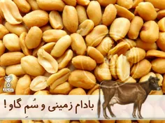 بادام زمینی و سُمِ گاو !