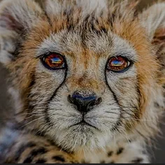 خوب بخوابی کوچولو🥺🧡🐯