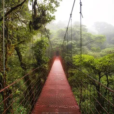 جنگل های کاستاریکا