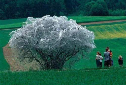 درختی که توسط هزاران کرم ابریشم پوشانده شده!