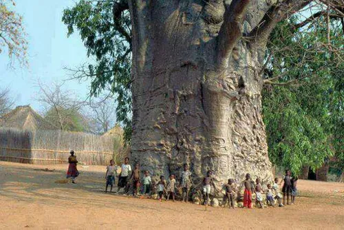 درخت 2000 ساله در آفريقا که درخت زندگی نام داره و بهش bao