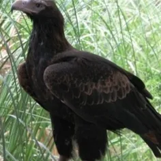 عقاب سیاه