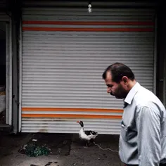 An alive goose for sale in a local market, Tabriz, Azerba